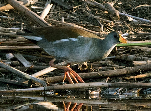 Lesser Moorhen